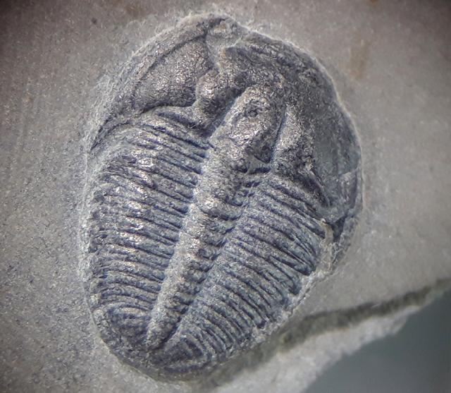 Elrathia kingii (MEEK 1870) - Bild © FossNet FossilienStore